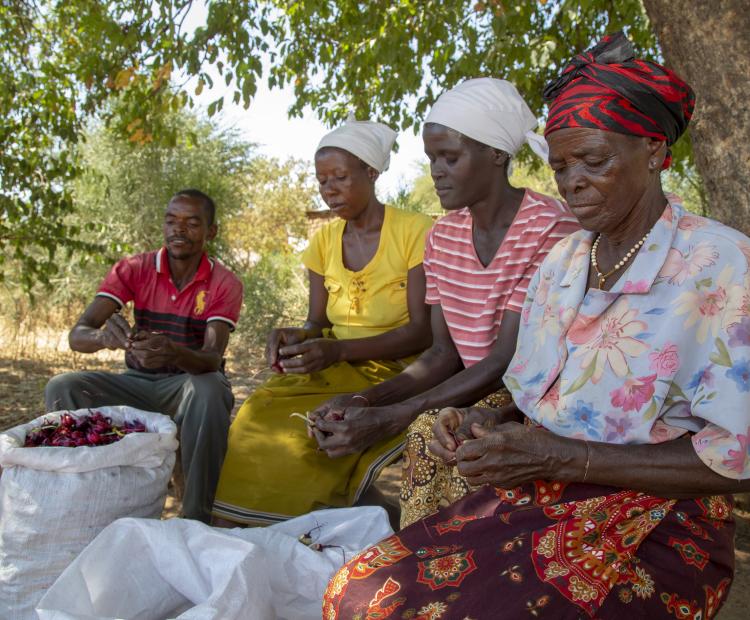 Farmers processing rosella